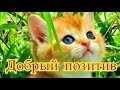 Смешное про животных|Приколы с котами| Видео про котов| Кошки|Позитив|Создай себе хорошее настроение