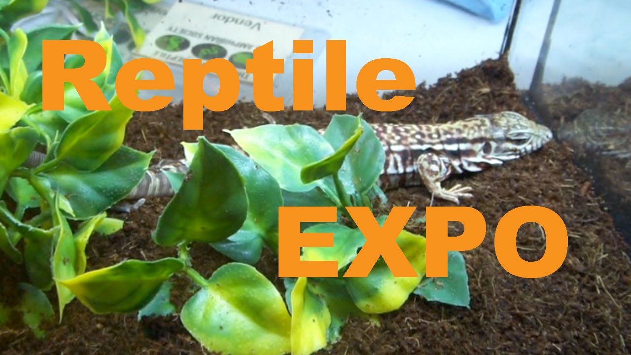 REPTILE EXPO!! calgary reptile expo YouTube