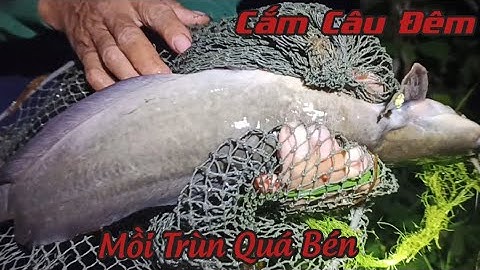 Cắm Câu Đêm, Trúng Mánh Cá Trê Khủng Với Mồi Trùn Huyền Thoại l Fishing