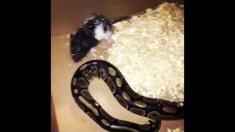 Ball Python feeding time. WARNING! LIVE rat.