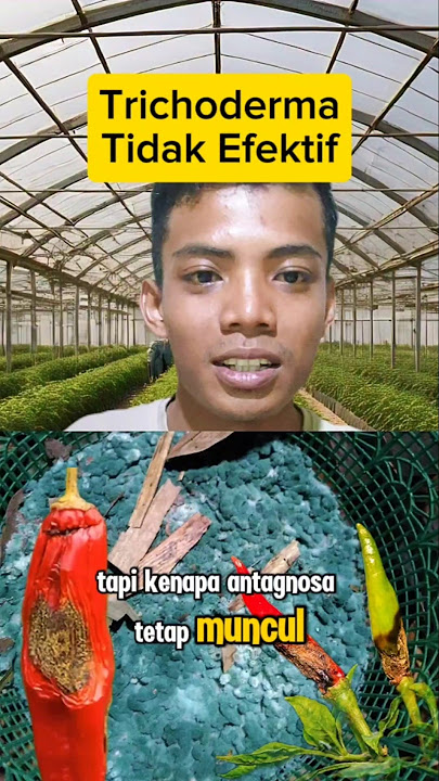 JANGAN Pakai Trichoderma Jika Tidak Tau Ini