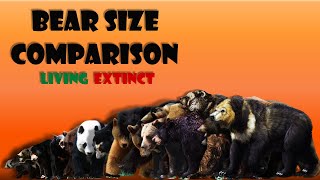 Bear Species Size Comparison