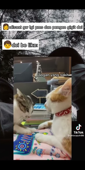 STORY WA CEWEK PMS | STORY WA KUCING