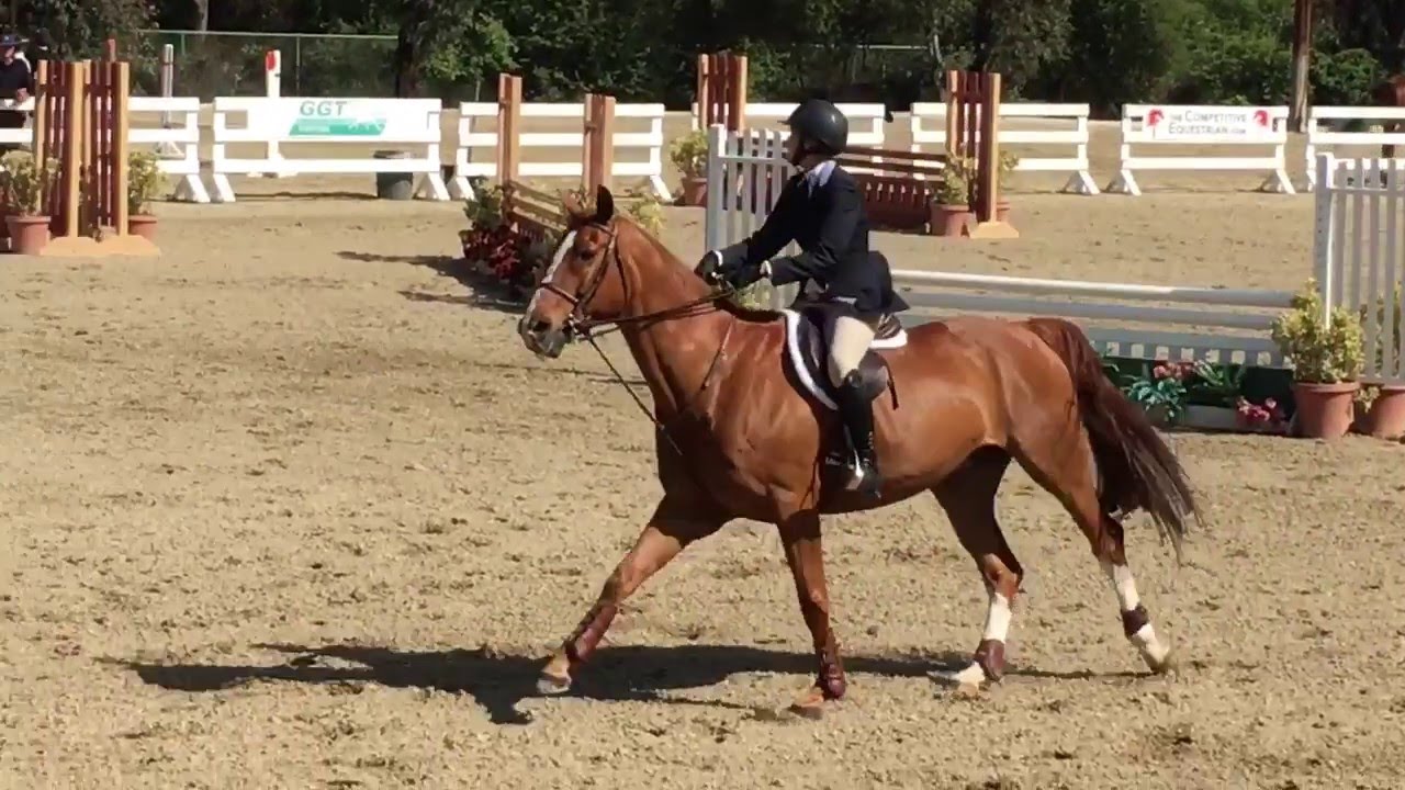 Anne & Precedent Equitation Over Fences 36 & Over (2) YouTube