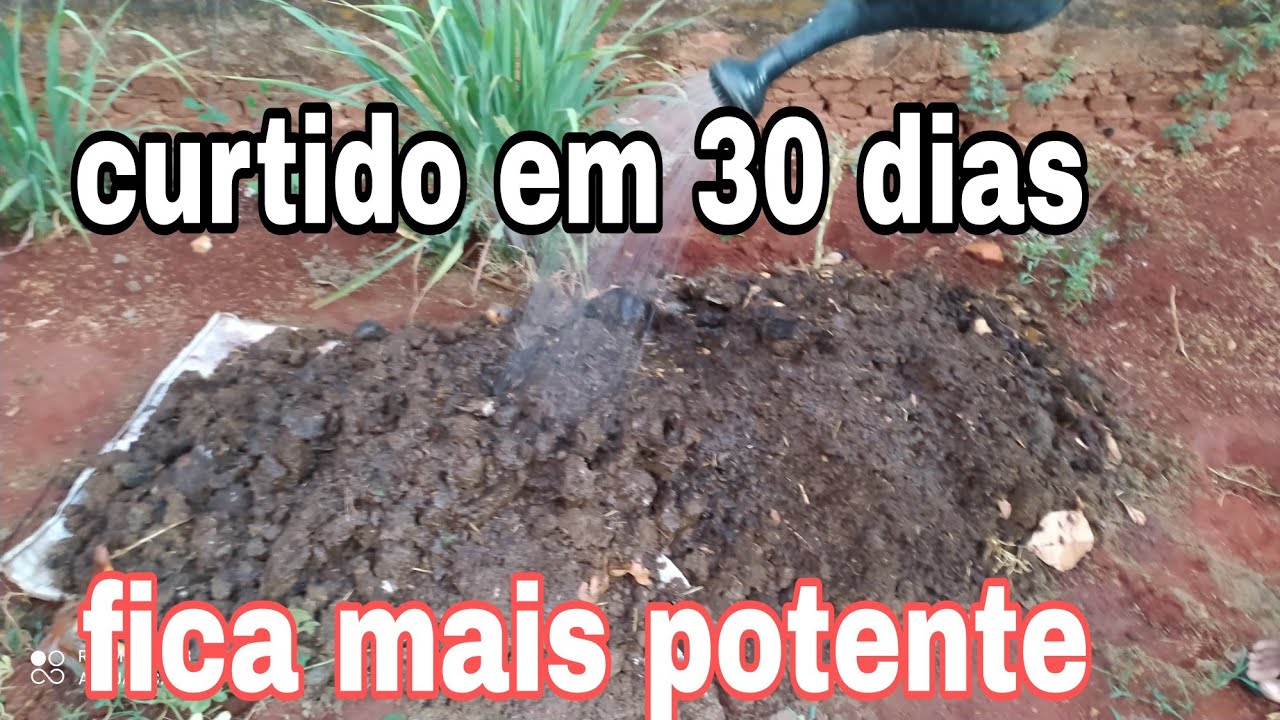 COMO CURTIR ESTERCO DE VACA PARA FICA RICO EM NUTRIENTES Seja Um Rico