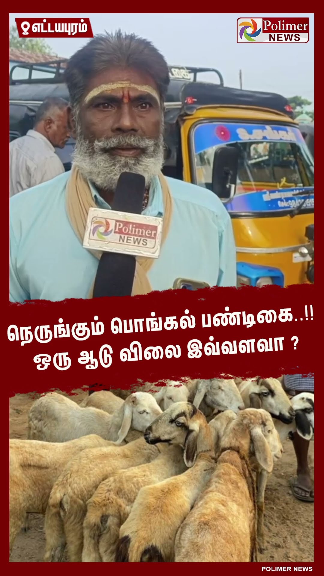 நெருங்கும் பொங்கல் பண்டிகை..!! ஒரு ஆடு விலை இவ்வளவா ? #shorts | #goat | #sales | #pongalcelebration