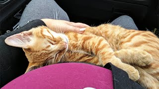 Stray Cat Sneaks Into Woman's Car, Lays Down On Her Lap And Adopts Her by BazPaws 13,214 views 2 weeks ago 2 minutes, 6 seconds