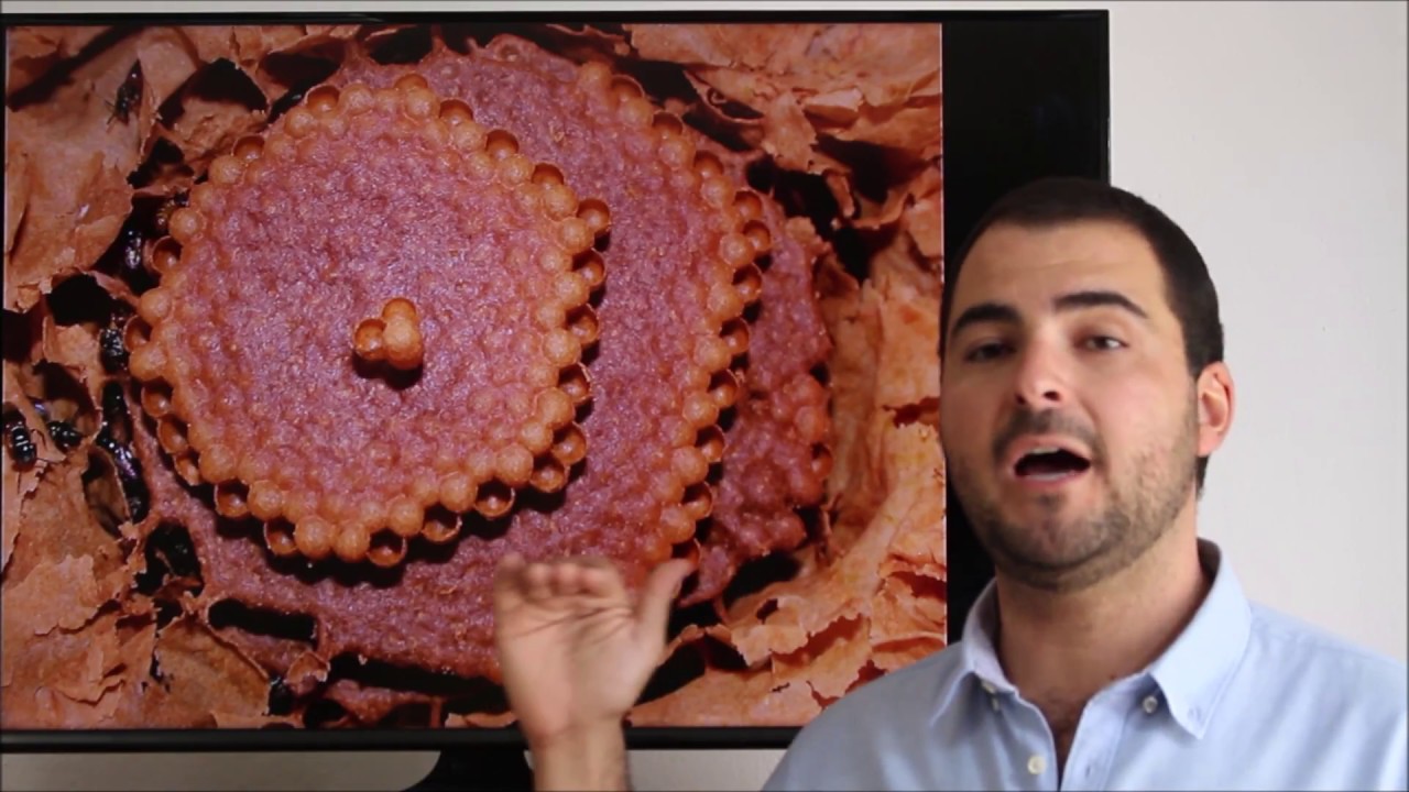 Curso de meliponicultura - parte 1