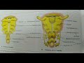 pharyngeal pouches