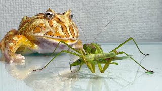 The praying mantis does not notice the frog behind it.