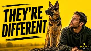 Every German Shepherd Owner Eventually Learns This