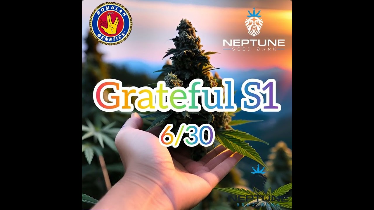 Grateful S1
6/30
@romulangenetics2