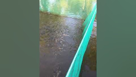 Làm giàu từ mô hình nuôi cá trê vàng trong vèo lớn rất nhanh