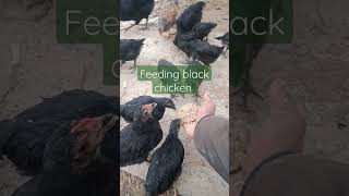 kukhura lai Dana dine tarika.How to feed chicken.chicken farming.