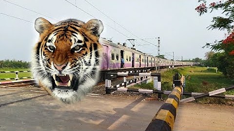 Hunger TIGER Face EMU Train Dangerous & Furious Moving Throughout Railgate
