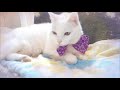 かわいい猫リボンをつけた猫動画☆可爱猫咪☆上海生まれのララさま☆☆日本語超訳☆☆中国語テロップ★我在上海出生。我不知道爸爸妈妈在哪里。主公在，我不寂寞。