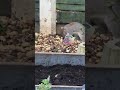 a squirrel tries to eat food but i take a video of it so it runs and tries to escape into the soil