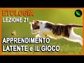APPRENDIMENTO LATENTE e GIOCO -Etologia Lezione 21