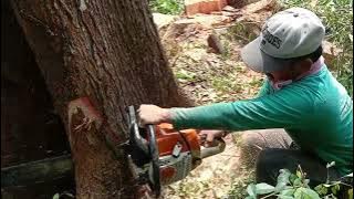 remuk!! tebang kayu mahoni besar di depan rumah tumbangnya menghantam tembok