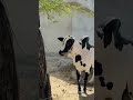 FATEHJUNGI BULL LOVERS 🐄 🐮         SHEIKH ZAID 125