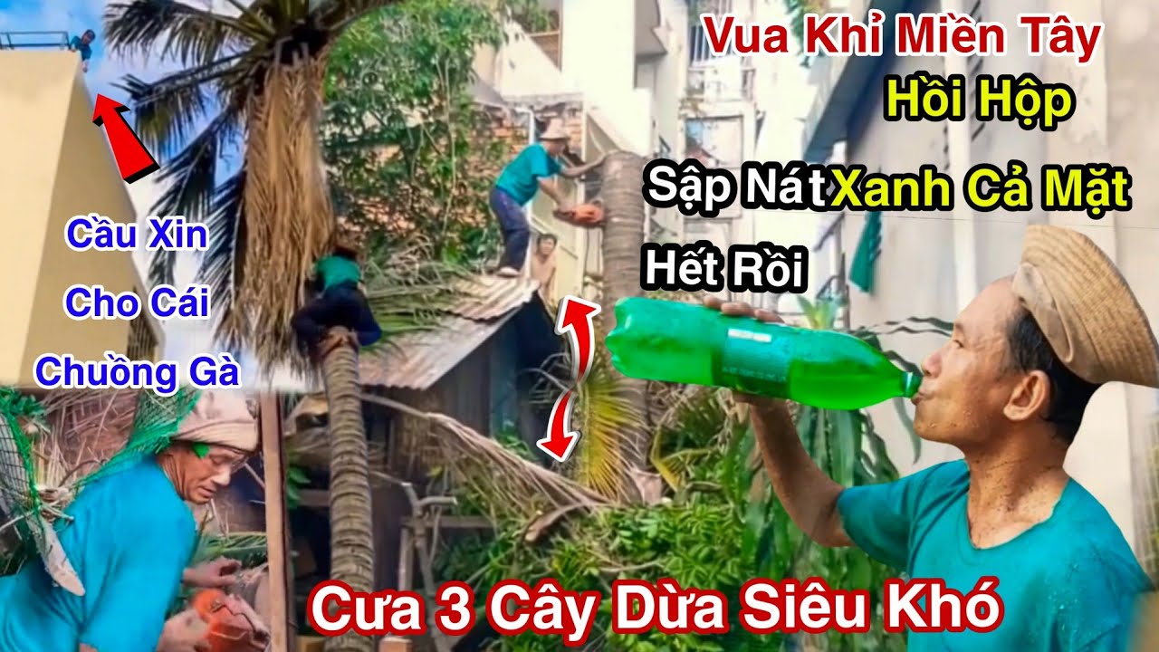 Sập Mái Nhà Tin Chấn Động Vua Khỉ Vô Thế Kẹt Cưa 3 Cây Dừa Sập Chuồng Gà Được Gia Chủ Đồng Ý
