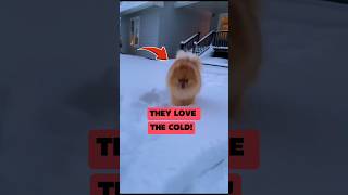 5 Dogs That Love Freezing Weather