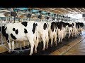 dairy farming systems from Holland and Brazil