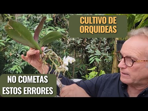 No Cometas Estos Errores con tus Orquídeas