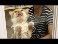 KEIKO KUCING OYEN BELUM MANDI DARI TAHUN LALU!