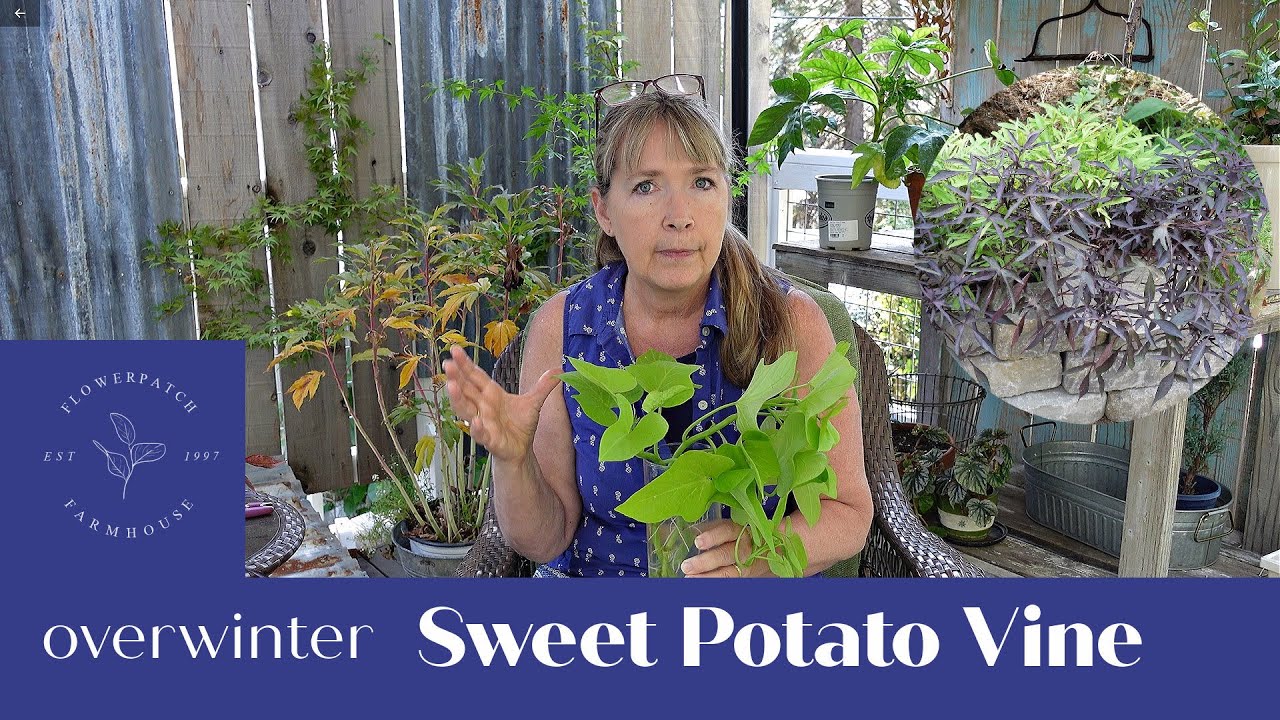 Propagate Sweet Potato Vine - Ipomoea Batatas (to overwinter)