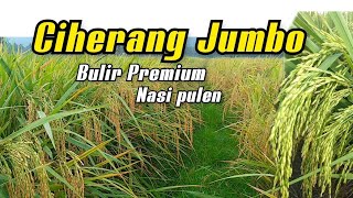 Pesona padi Ciherang Jumbo