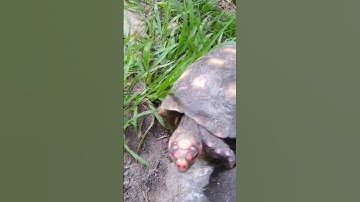There is evidence that tortoises are very intelligent