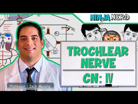 Neurology | Trochlear Nerve: Cranial Nerve IV
