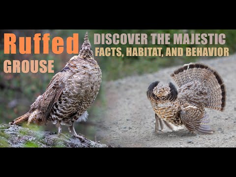 Discover the Majestic Ruffed Grouse: Facts, Habitat, and Behavior #Ruffed_Grouse_Drumming