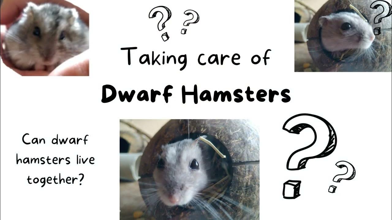 Caring For Dwarf Hamsters Ep.1 // Can Dwarf Hamsters Live Together? (Please read pinned comment