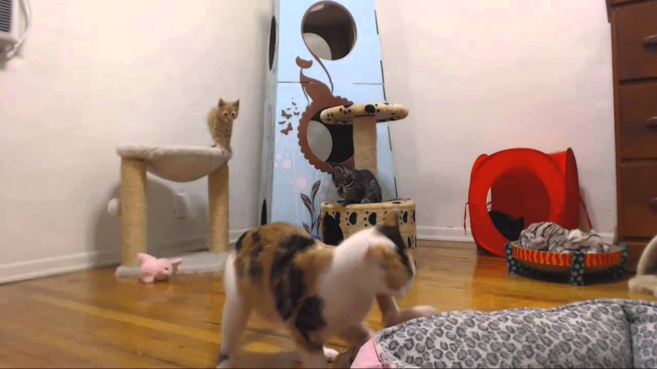 Classical Kittens - Rampage - YouTube