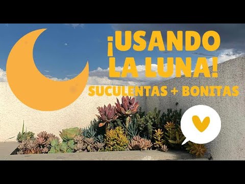 Video: Plantas de cactus lunares: cómo cultivar un cactus lunar