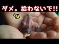 これは知らなかった！スズメのヒナは拾っちゃダメ。なぜなら・・・？意外な事実に驚き！
