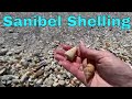 Shelling On Sanibel Island 2023 -  Shell Pile Near The Island Inn
