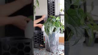 monstera Siltepecana repotting mosspole