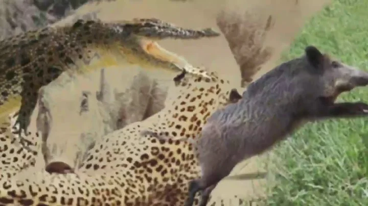 Wild pig vs Tiger. Wild pig vs Crocodile