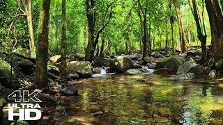 Restore Your Inner Balance: Experience the Soothing Powers of Tropical Rainforest River Sounds ASMR