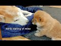 Cutest Moments Of Puppy Kissing & Caressing her Mom 🥰