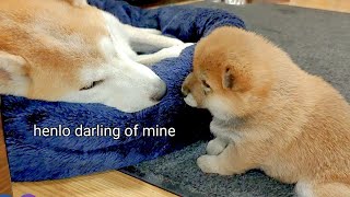 Cutest Moments Of Puppy Kissing & Caressing her Mom