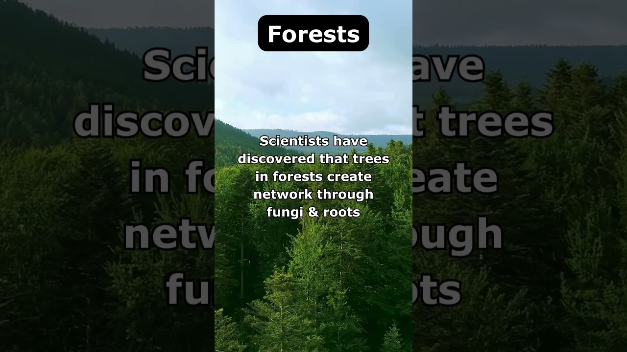 The Astonishing Underground Communication of Trees! 🌳🌐 