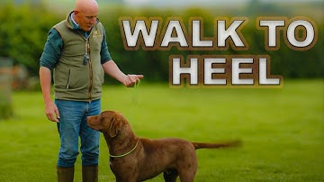 Teaching BIG Dogs To Walk To HEEL