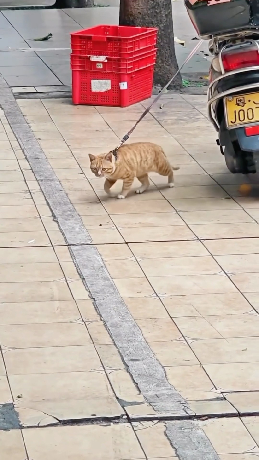 Michael Jackson’s ? #comedy #funny #animals #funnyanimals (via @yersan123 on instagram)