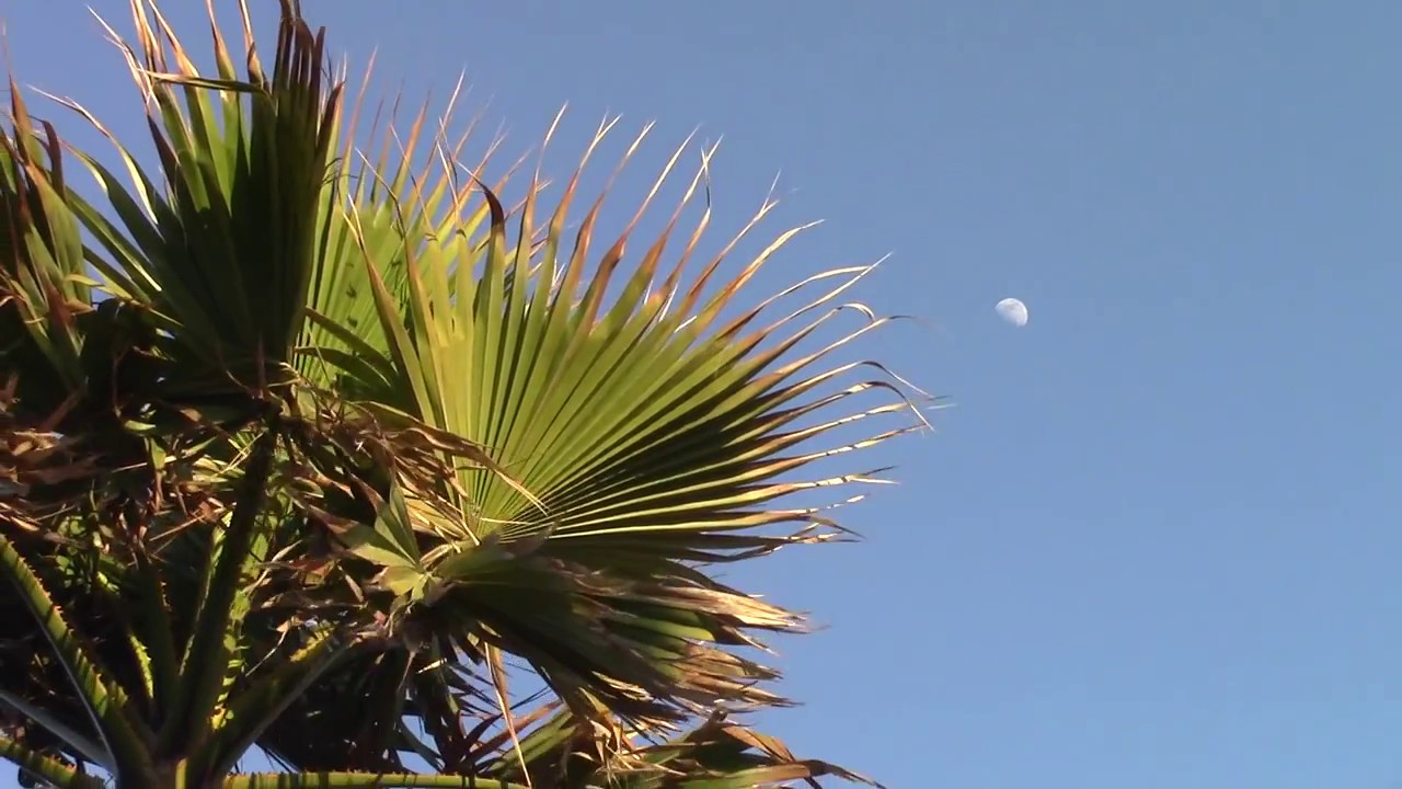 Sewer Peak Barrel - Santa Cruz south swell, May 27 2015