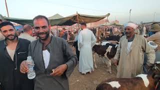 اسعار العجول البقرى القنيه (سوق كفر الشيخ)٢٠٢٥/٧/٢٣