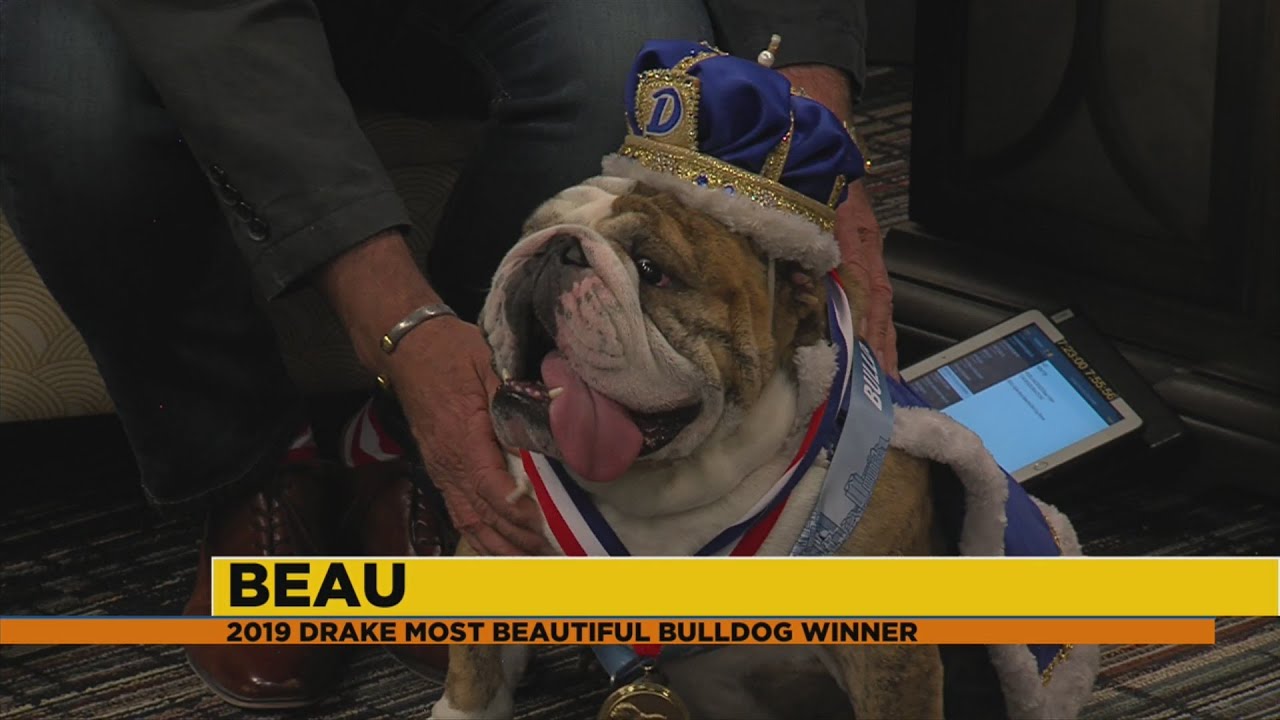 Beau Contest Meet Beau, 2019 Beautiful Bulldog Contest Winner - YouTube